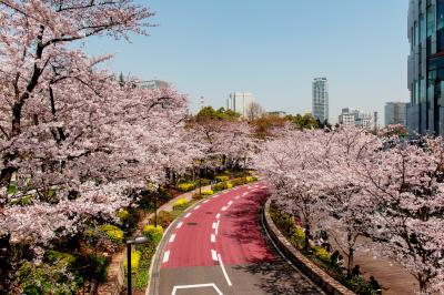 ミッドタウン・カーブ| 赤く塗らているカーブが印象的な場所です。駅近くで並木が楽しめる場所でした。