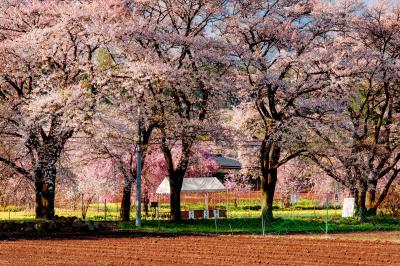 朝陽に輝いて| 桜並木に光が当たり、生き生きと桜が輝いていました。ここからは甲斐駒ヶ岳、八ヶ岳がよく見えます。