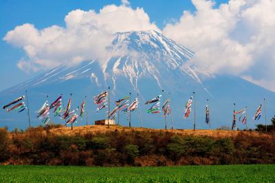 たくさんのこいのぼりが富士山の前で泳いでいます。春の朝霧の風物詩。