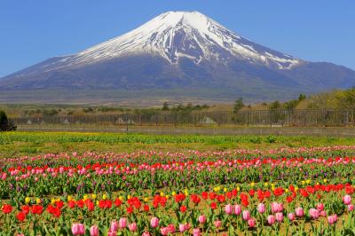 カラフル| 空気が澄んで富士山が特に綺麗に見えた日でした。チューリップの絨毯と残雪の富士を楽しむことができました。