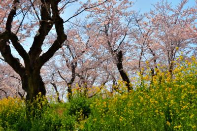 菜の花咲く丘の中から| 60本のソメイヨシノが道路の両側に咲き誇り、菜の花の絨毯が春を彩ります。