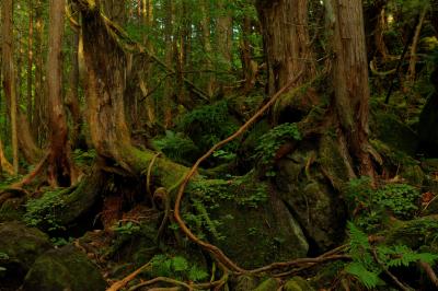 遊歩道は八ヶ岳や屋久島を彷彿とさせる苔むした空間になっています。滝と森の撮影を楽しめるスポット。