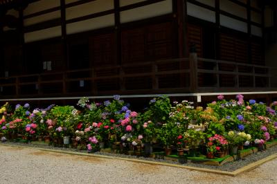 本堂前にも紫陽花の鉢植えが並んでいます。