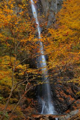 滝自体が岩盤を登る竜のよう。紅葉の時期、周囲は一面黄色に染まります。