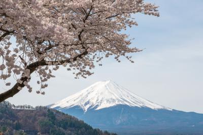 富士桜景色| 枝ぶりが美しい桜の木と富士山。晴れの日の早朝にだけ見れる日本の美。