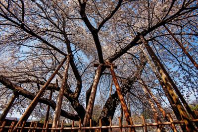 蒲桜を見上げて| 蒲桜の横に回り、広角レンズで撮影しました。