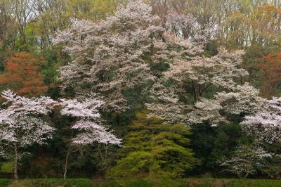 春のパレット| 湖畔の遊歩道の周りが春色で賑やかになっています。新緑と桜のバランスが良く、しっとりとした山桜風の写真が撮れました。