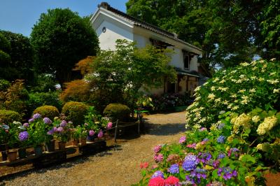 蔵の前や通路には鉢植えの紫陽花が。建物と紫陽花を入れた写真を撮ることができるお寺です。