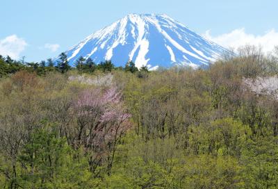 新緑と山桜に囲まれた富士山| 精進湖入り口付近の橋の上から撮影できます。