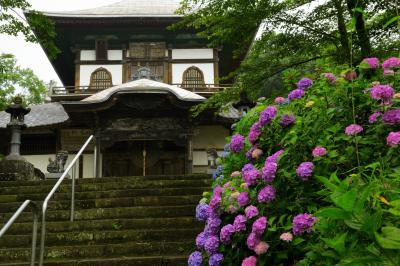 さざえ堂と紫陽花| 本堂に向かう階段の左右に、紫陽花が咲き乱れています。