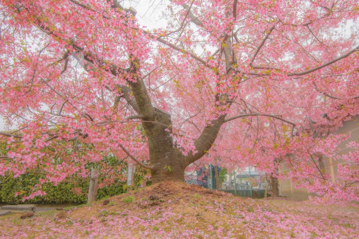 長徳寺のオカメ桜 山門前で濃いピンク色の花を咲かせる2本の桜 ピクスポット 絶景 風景写真 撮影スポット 撮影ガイド カメラの使い方