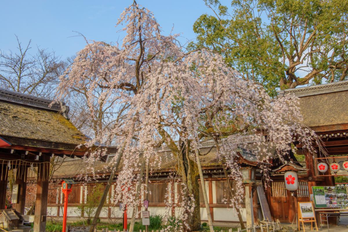 SNSでたまたま見つけた京都の平野神社の桜を突然の思いつきで散策ぶらり旅 | 今日はどこを旅しよう！