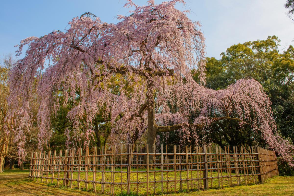 出水のしだれ桜 京都御苑の南西部 出水の小川付近にある一本のしだれ桜 ピクスポット 絶景 風景写真 撮影スポット 撮影ガイド カメラの使い方