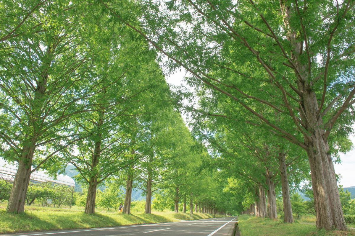 マキノ高原 メタセコイア並木 新緑 紅葉 雪景色が美しい高原風景 ピクスポット 絶景 風景写真 撮影スポット 撮影ガイド カメラの使い方