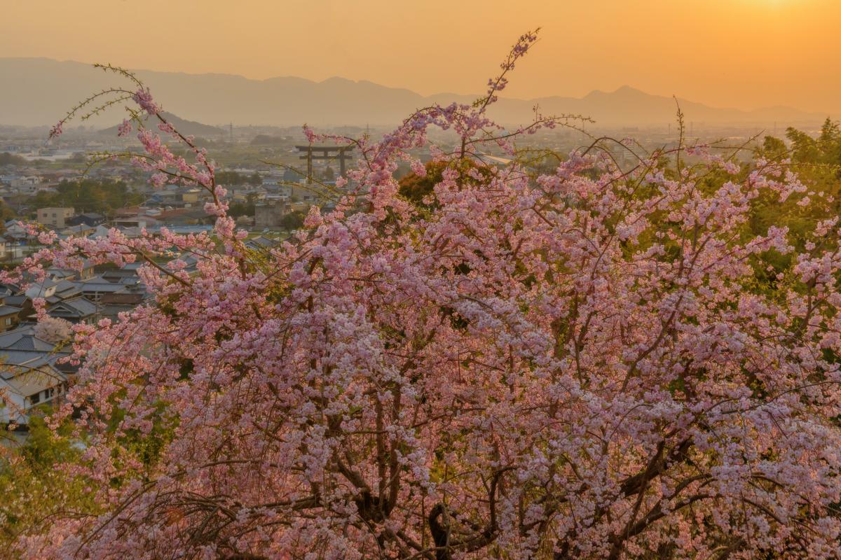 大美和の杜展望台 日本最古の神社境内にある桜とサンセットの絶景が見れる展望台 ピクスポット 絶景 風景写真 撮影スポット 撮影ガイド カメラの使い方