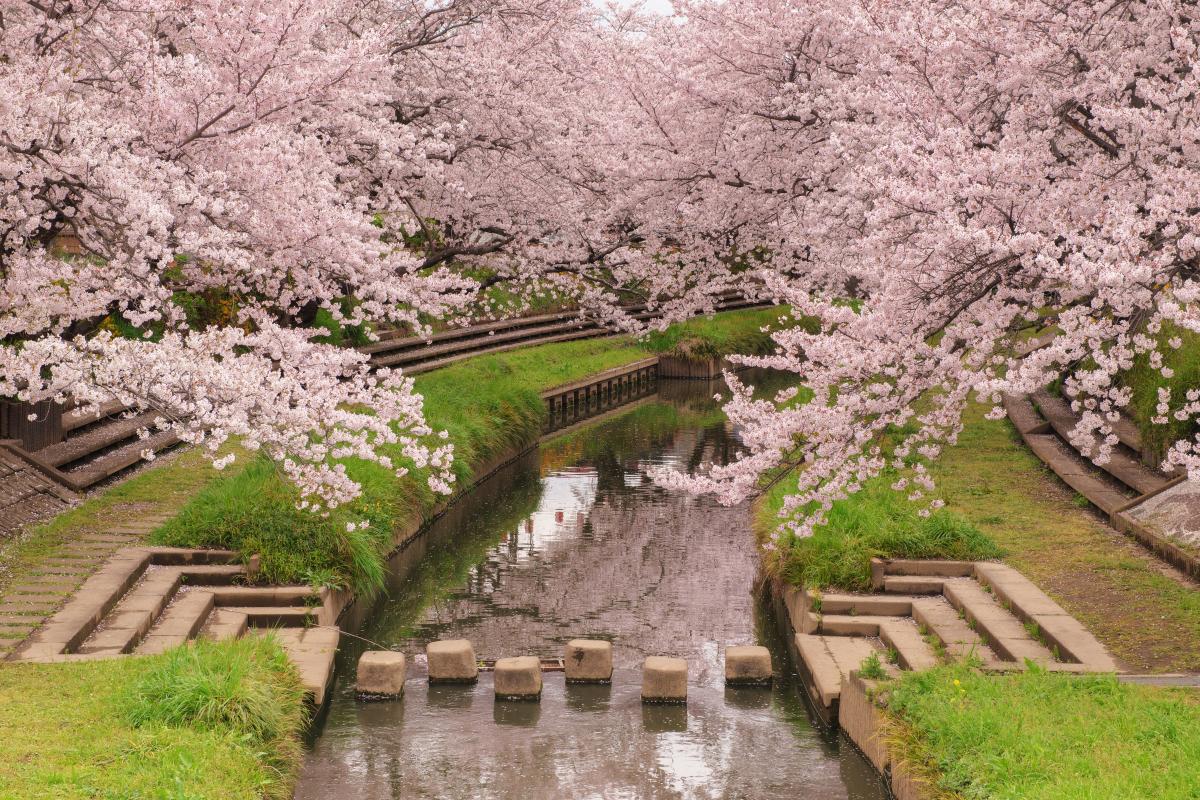 元荒川の桜並木 都心から電車で1時間 2km以上の桜並木とライトアップ ピクスポット 絶景 風景写真 撮影スポット 撮影ガイド カメラの使い方