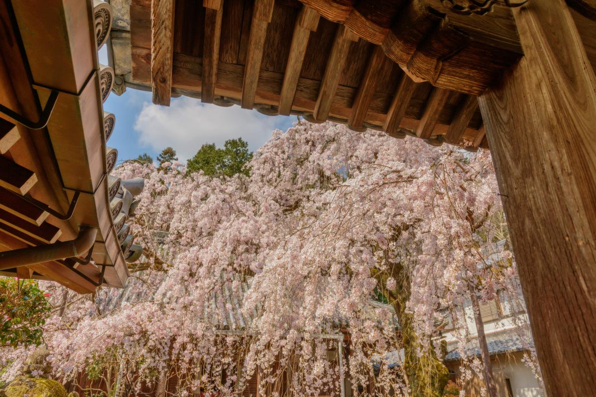 専称寺のシダレザクラ 奈良県で最も開花が早い樹齢0年の枝垂桜 ピクスポット 絶景 風景写真 撮影スポット 撮影ガイド カメラの使い方
