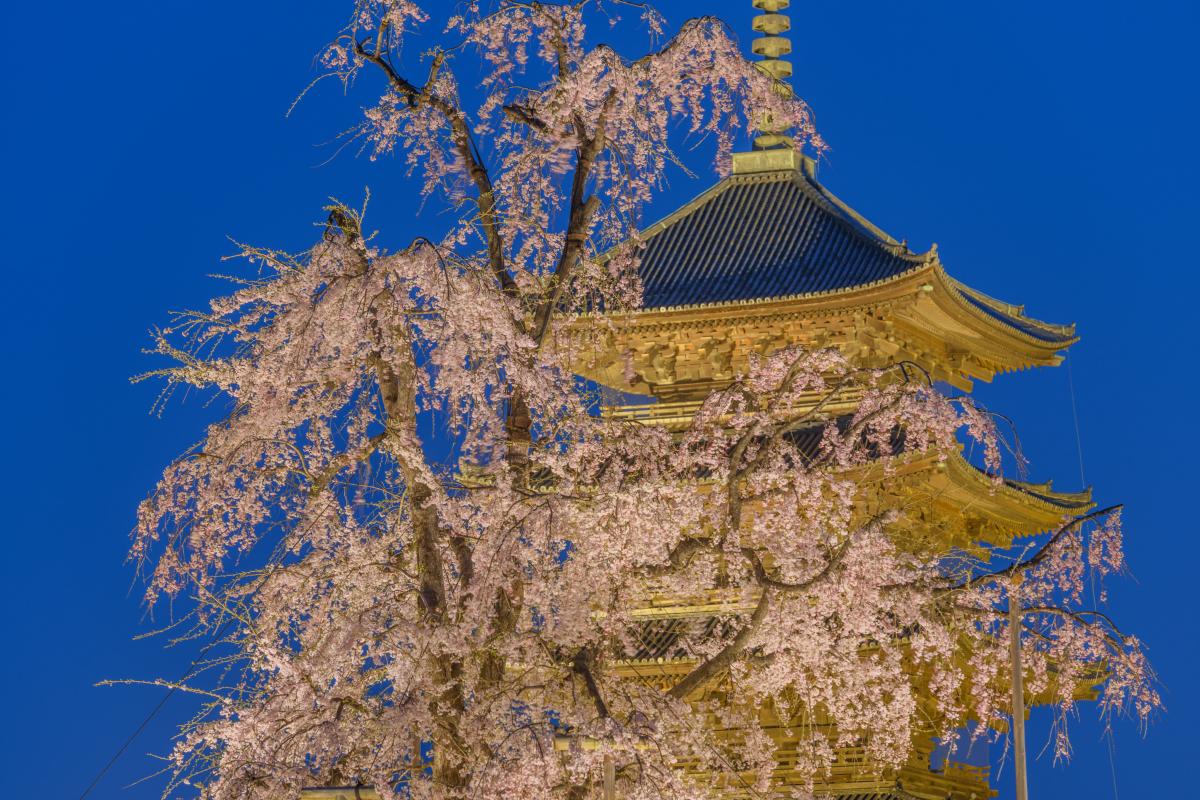 東寺 日本最大の木造五重塔と桜のライトアップが美しい ピクスポット 絶景 風景写真 撮影スポット 撮影ガイド カメラの使い方