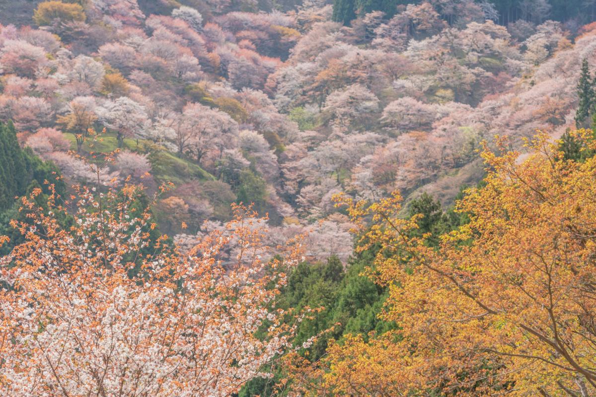 吉野山 中千本 吉水神社から如意輪寺方面への一目千本 山一面を染め上げる山桜の群生 ピクスポット 絶景 風景写真 撮影スポット 撮影ガイド カメラの使い方