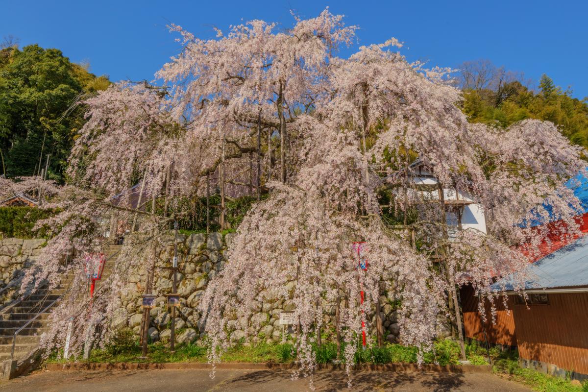 吉田のしだれ桜 石垣の上から滝のように流れ落ちる美しいしだれ桜 ピクスポット 絶景 風景写真 撮影スポット 撮影ガイド カメラの使い方