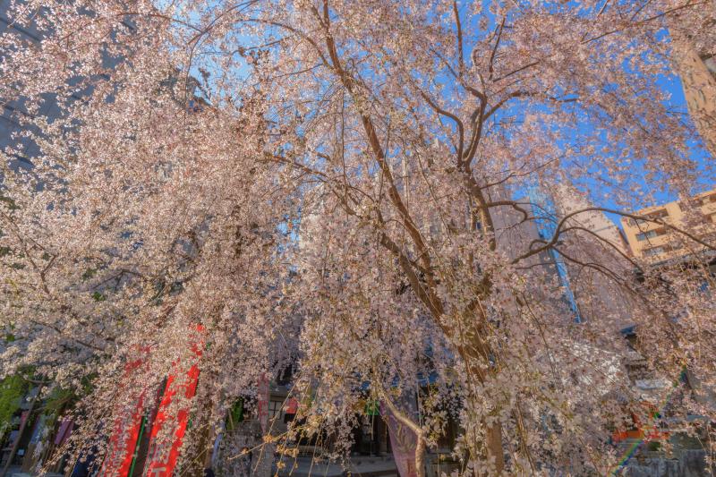 六角堂（頂法寺）| 