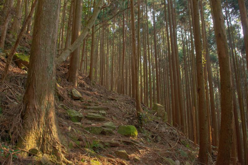 [ 丸山千枚田俯瞰 ]  