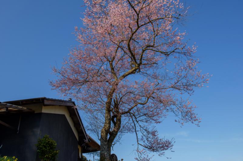 安龍寺の桜| 