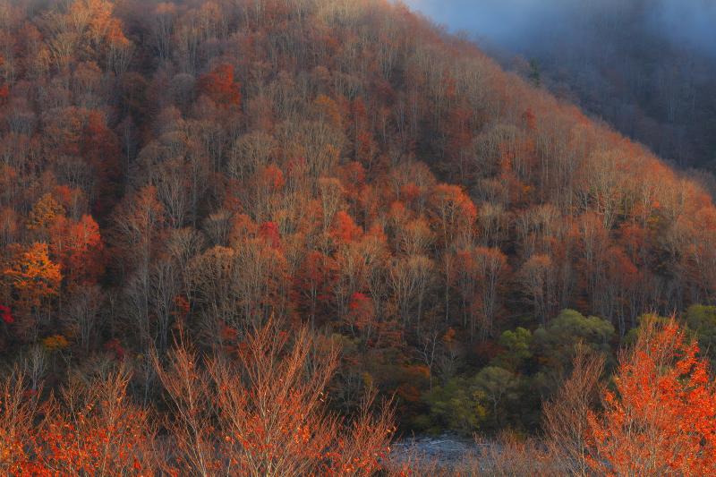 晩秋の奥只見湖| 朝霧が消え、紅葉の山々に朝陽が差し込んできました。柔らかい朝の光を浴びて光る紅葉が美しい。