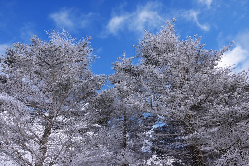 [ 霧氷と青空 ]  青空には雲が流れ、その下には霧氷の木々が。高原での贅沢なひととき。