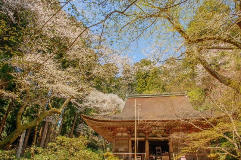 [ 室生寺の桜 ]  