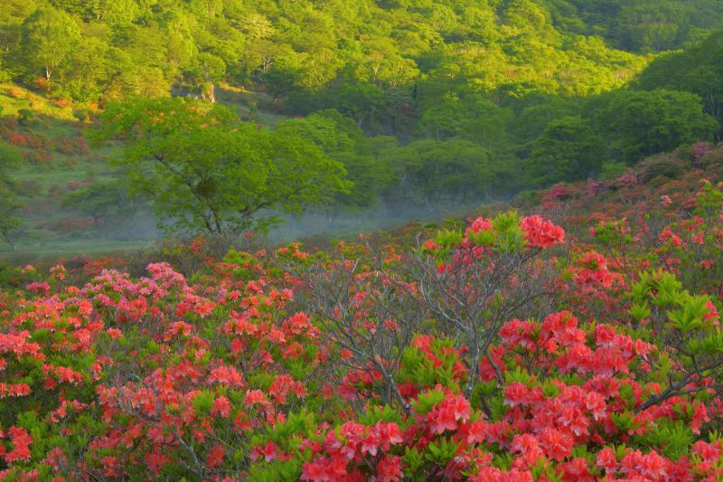 朝日に輝く山とレンゲツツジ | 牧場の奥の斜面に朝陽が差し込んできました。静かに花を咲かせるレンゲツツジと朝霧。