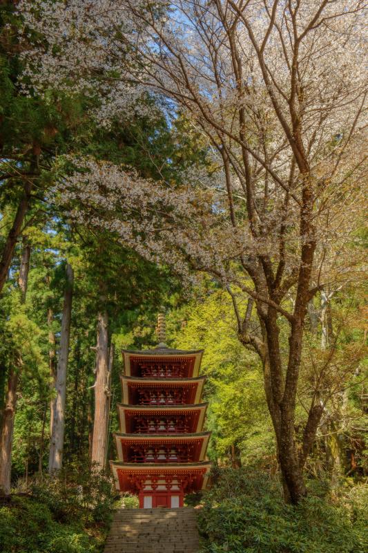 [ 室生寺の桜 ]  