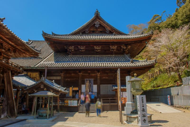 [ 長谷寺の桜 ]  