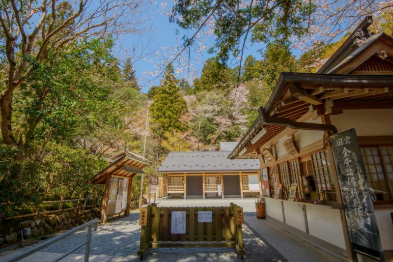 [ 室生寺の桜 ]  