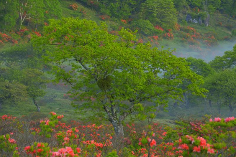 [ 白樺牧場 レンゲツツジ ]  