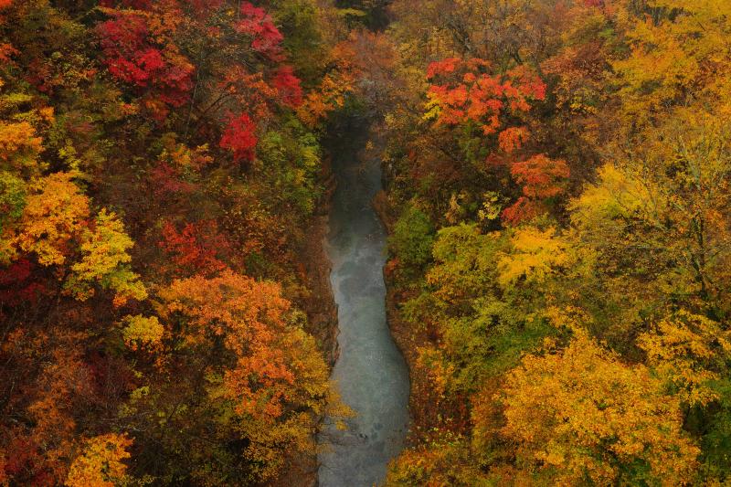 渓谷紅葉| 雨の降る中、雪割橋の上から撮影しました。紅葉した葉が雨に濡れ、しっとりと色鮮やかな写真になりました。