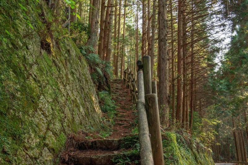 [ 丸山千枚田俯瞰 ]  