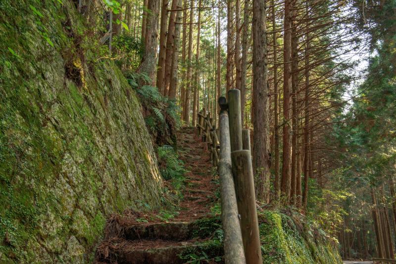 [ 丸山千枚田俯瞰 ]  