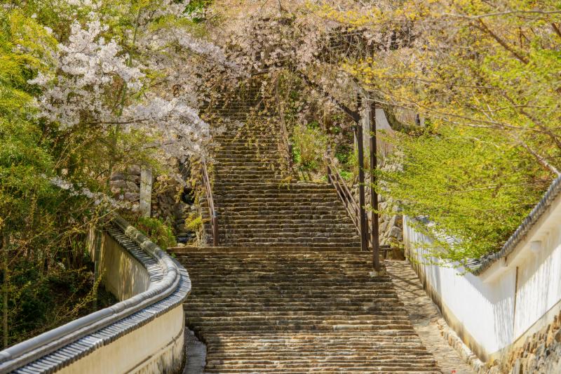 [ 長谷寺の桜 ]  