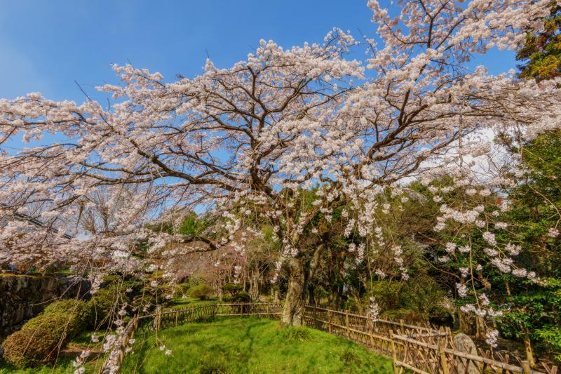 九品寺のしだれ桜| 