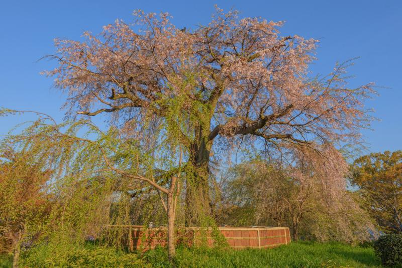 祇園枝垂桜| 