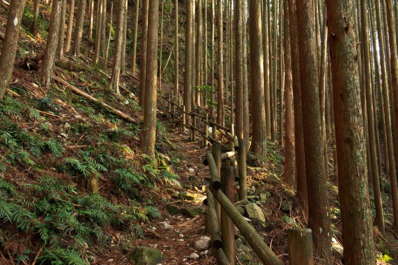 [ 丸山千枚田俯瞰 ]  