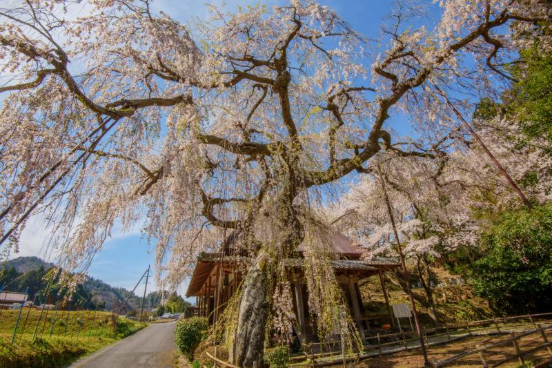 西光寺の城之山桜| 