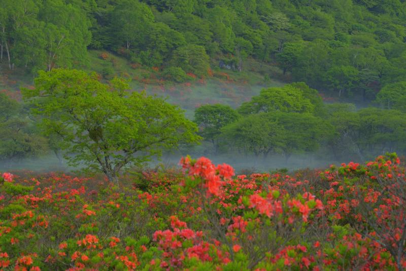 [ 白樺牧場 レンゲツツジ ]  