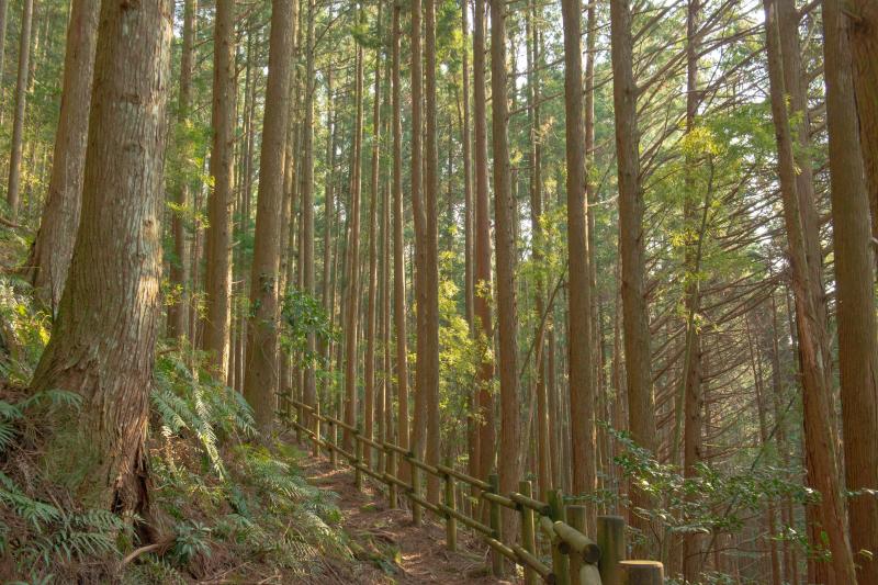 [ 丸山千枚田俯瞰 ]  