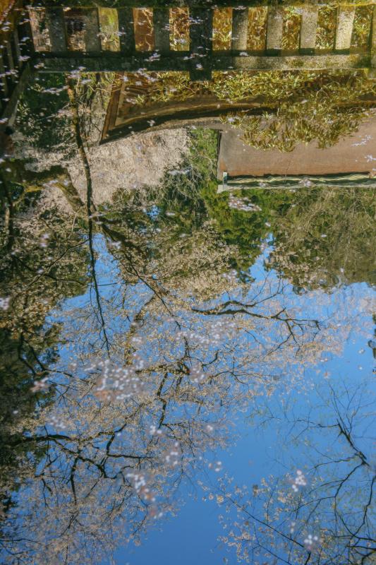 [ 室生寺の桜 ]  