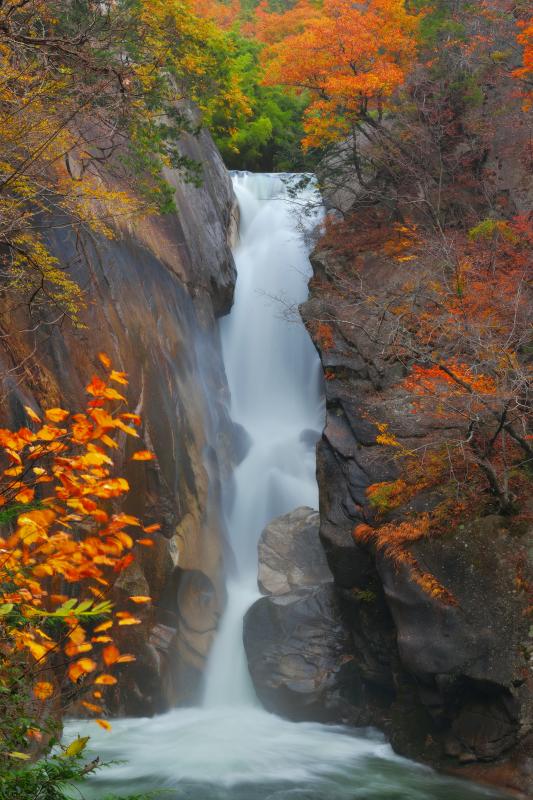 [ 紅葉の仙娥滝を縦構図で ]  岩盤を深く削った仙娥滝。両側の迫力ある岩を縦構図で切り撮りました。