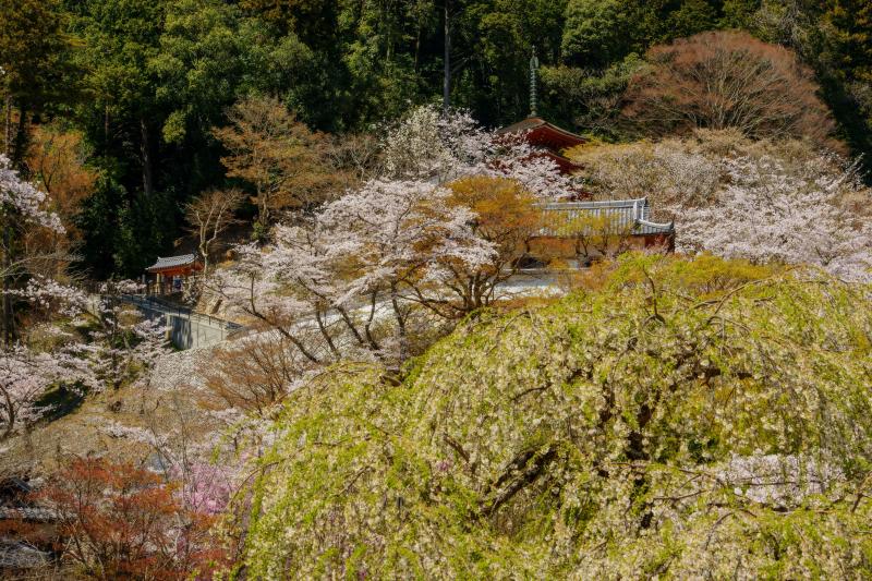 [ 長谷寺の桜 ]  