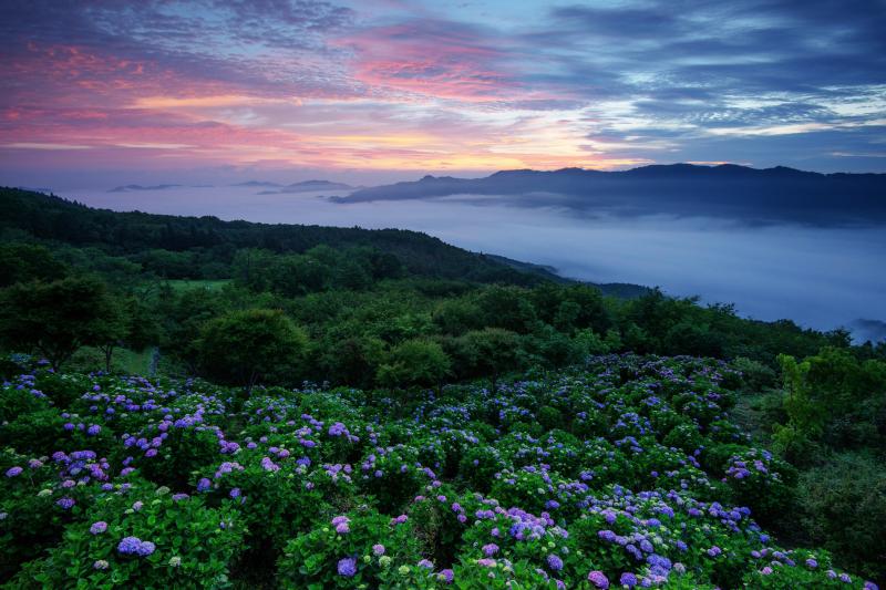 美の山の紫陽花と雲海| 真夜中から大雲海が現れました。夜明け前に空が赤く染まり、幻想的な紫陽花の絶景が広がりました。