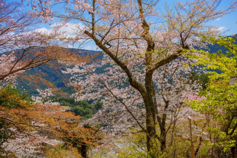 [ 長谷寺の桜 ]  